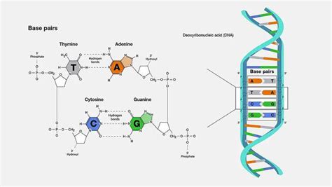 What Is Dna And Why Is Dna Negatively Charged Geeksforgeeks