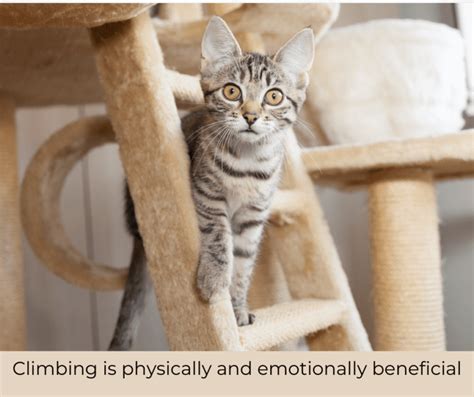 Why Your Cat Needs To Climb Cat Development