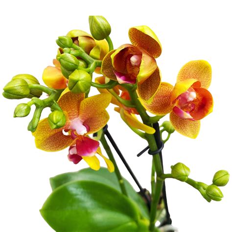 Phalaenopsis Lioulin Orange D12 Flori Pelorice Si Parfumate