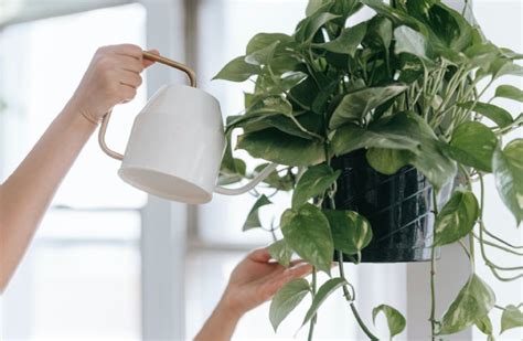 5 Cuidados Para Tus Plantas Que Debes Hacer En Primavera Para Que