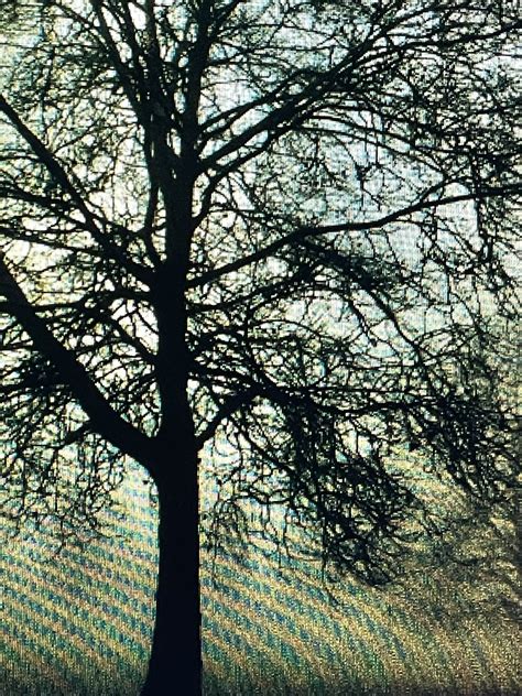 Laura Clark - Ephemeral Echoes - THIS_______________________