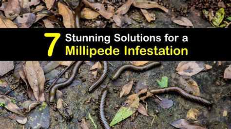 Millipede Infestation Getting Rid Of Millipedes The Easy Way