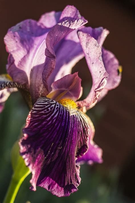 Irideae Iris Flower - Free photo on Pixabay - Pixabay