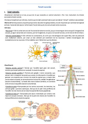 T Teixit Nervios Pdf