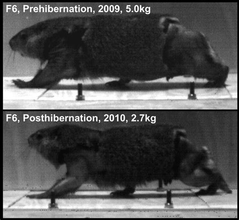 3: A sagittal view of a woodchuck in September of the prehibernation ...