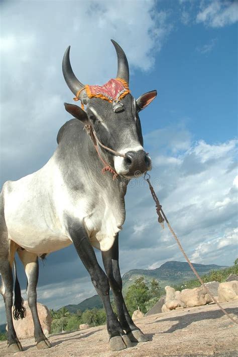 Bullock stock photo. Image of milk, animal, backyard, mammal - 1901724