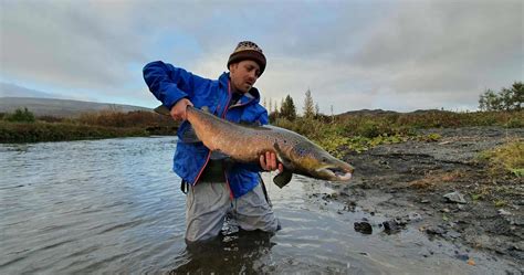 What species can you catch in Iceland? - Fish Partner