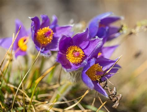 Pulsatilla Guide: How to Grow & Care for “Pasque Flower”