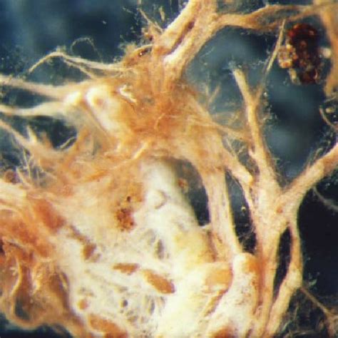 Ultrastructural features of zoospores in the Rhizophydiales. (A)... | Download Scientific Diagram