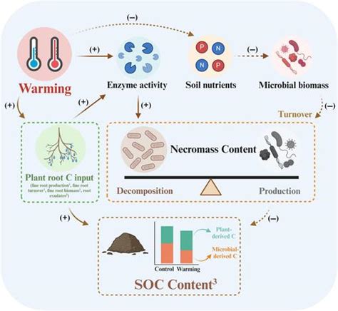 Long‐term Soil Warming Decreases Soil Microbial Necromass Carbon By