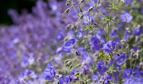 40 Brookside Gardens Foto Stok Potret And Gambar Bebas Royalti Istock