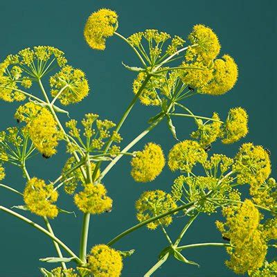 31 Possible Benefits Of Ferula Asafoetida [For Health, Skin, & Hair]