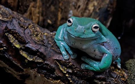 Télécharger fonds d écran bleu la grenouille le crapaud crapaud bleu