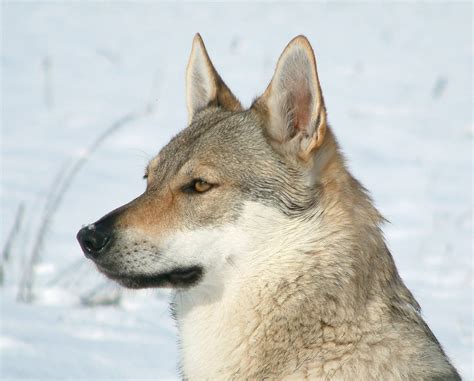 Perro Lobo Checoslovaco Temperamento características comportamiento