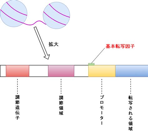 真核生物の遺伝子発現はどのように決まるのか？ 遺伝子発現調節とは？ 生きるものに魅せられて