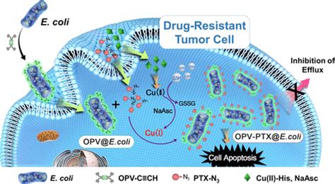 Bacteria Mediated Intracellular Click Reaction For Drug Enrichment And