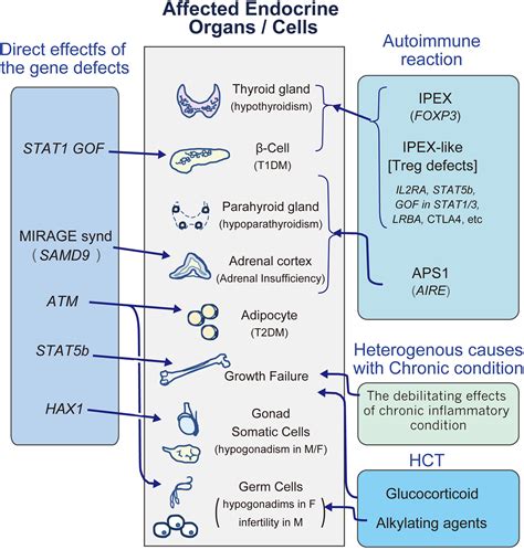 Frontiers Endocrinopathies In Inborn Errors Of Immunity