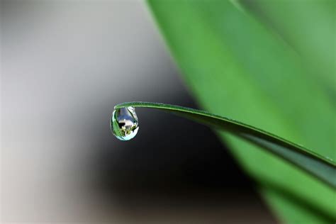 How Much Water Does A Jalapeno Plant Need Plantopiahub Your