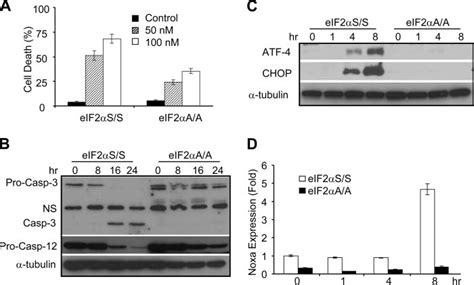 The Induction Of Noxa By Ps Is Dependent On The Phosphorylation Of