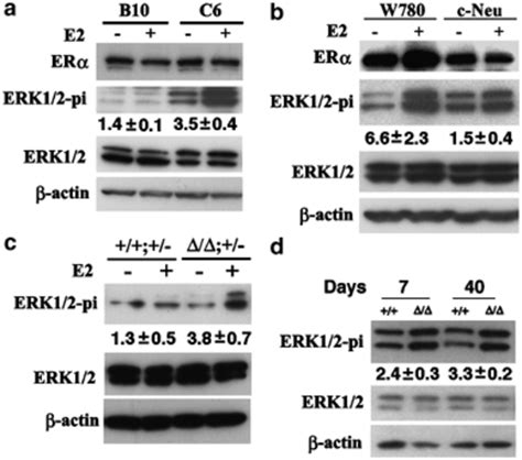 The Absence Of Brca Sensitized Mammary Epithelial Cells To