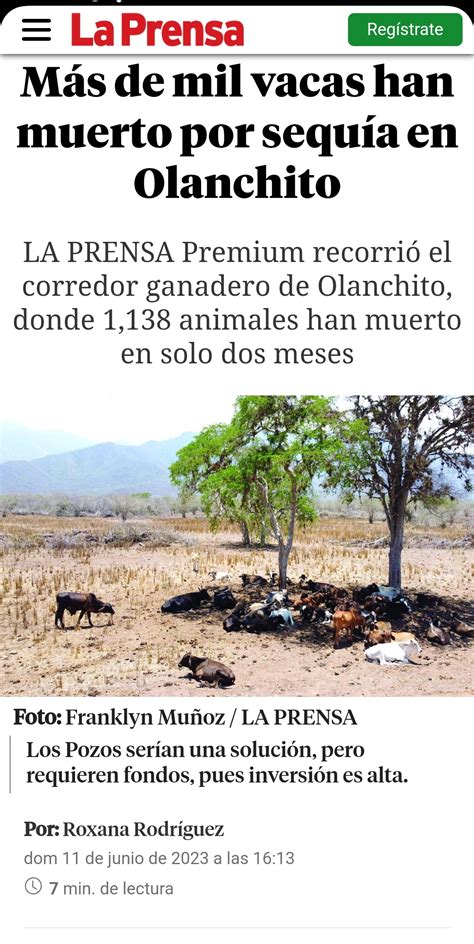 Mas de 1 000 vacas han muerto por sequía en Olanchito r Honduras