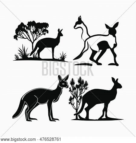 Collection Kangaroo Vector & Photo (Free Trial) | Bigstock