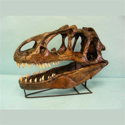 Allosaurus Fragilis Dinosaur Skull Replica Skeletonsandskulls