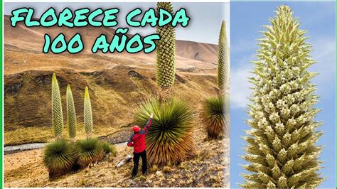 La Planta Que Florece Cada A Os Puya De Raimondi Youtube