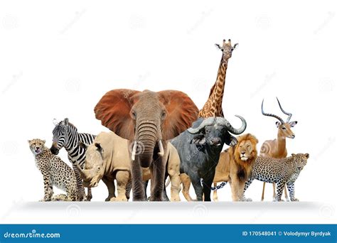 Group of African Safari Animals Together Stock Image - Image of crane ...