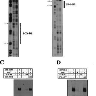 Dnase I Footprint Analysis Of The Amh Proximal Promoter By Using Sox