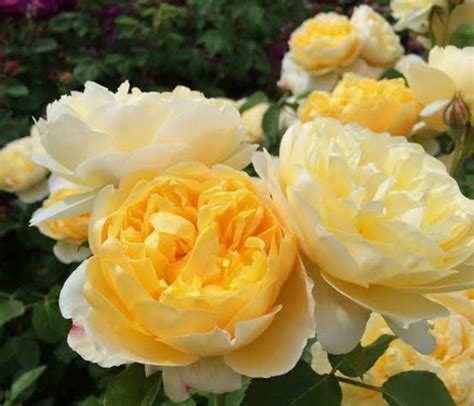 28 Yellow Rose Varieties ( With Name & Pictures) - AMERICAN GARDENER