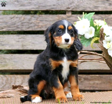 Sela - Miniature Bernese Mountain Dog Puppy For Sale in Pennsylvania