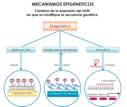 La Epigen Tica Qu Es Y Para Qu Sirve