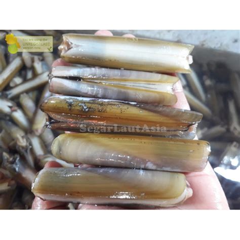 Jual Kerang Bambu Hidup Kerang Bambu Segar 1Kg Seafood Hasil Laut Segar