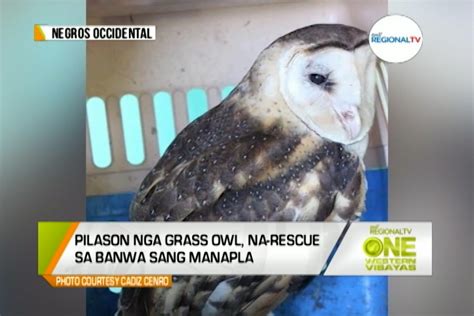 One Western Visayas Pilason Nga Grass Owl Na Rescue Sa Banwa Sang