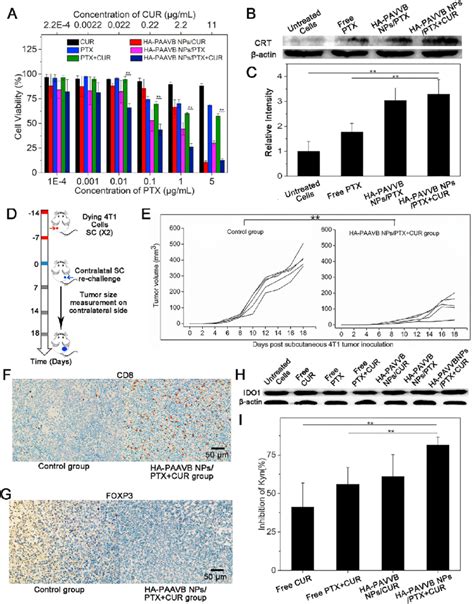 A The Viability Of 4T1 Cells Incubated With Different Drug