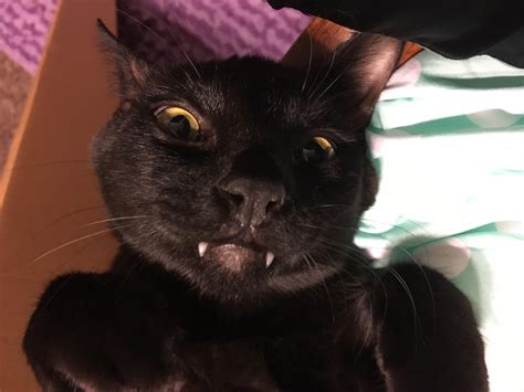 I guess I own a bat too : r/cats