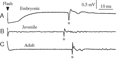 Figure 1 From Role Of Prey Capture Experience In The Development Of The