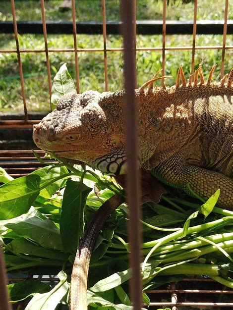 Premium Photo | Exotic pet iguana