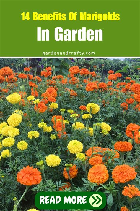 14 Benefits Of Marigolds In Garden