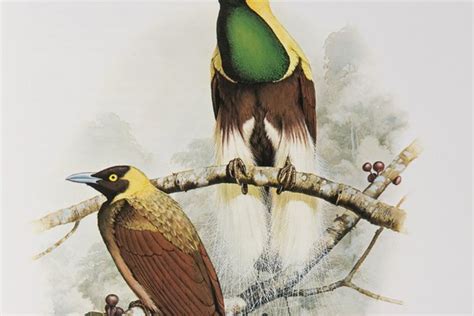 King Of Saxony Bird Of Paradise The Australian Museum