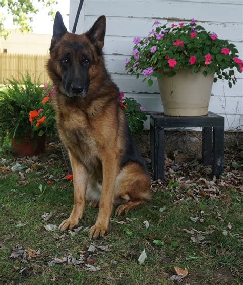 Renzo German Shepherd Service Dog Mans Best Friend