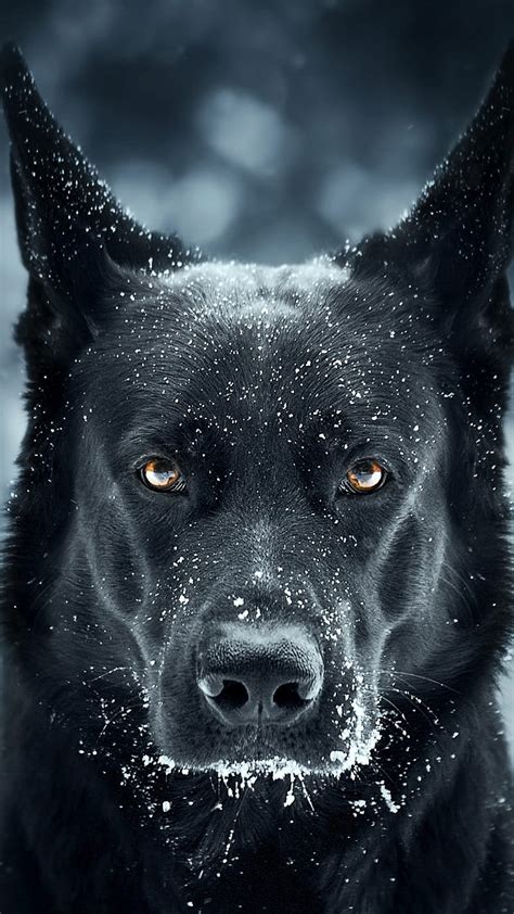 545 Wallpaper Hd Black Dog Images & Pictures - MyWeb