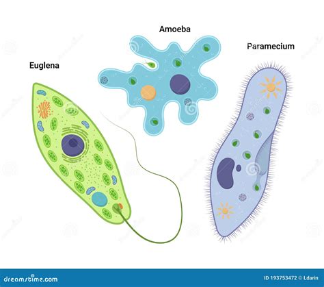 Unicellular Diagram