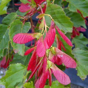 Hot Wings Tatarian Maple Klon