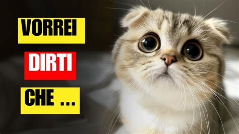 Cose Che Il Tuo Gatto Vuole Dirti E Ci Tiene Davvero Tu Sappia