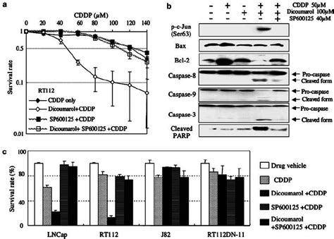 Activation Of The Jnk Pathway Played A Significant Role In