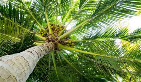 Coconut Plant Facts Benefits How To Grow And Care