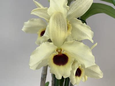 Dendrobium Sunny Bird Rispen Orchideen Wichmann