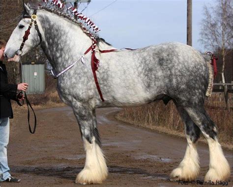 grey shire - Bing | Clydesdale horses, Dapple grey horses, Horses